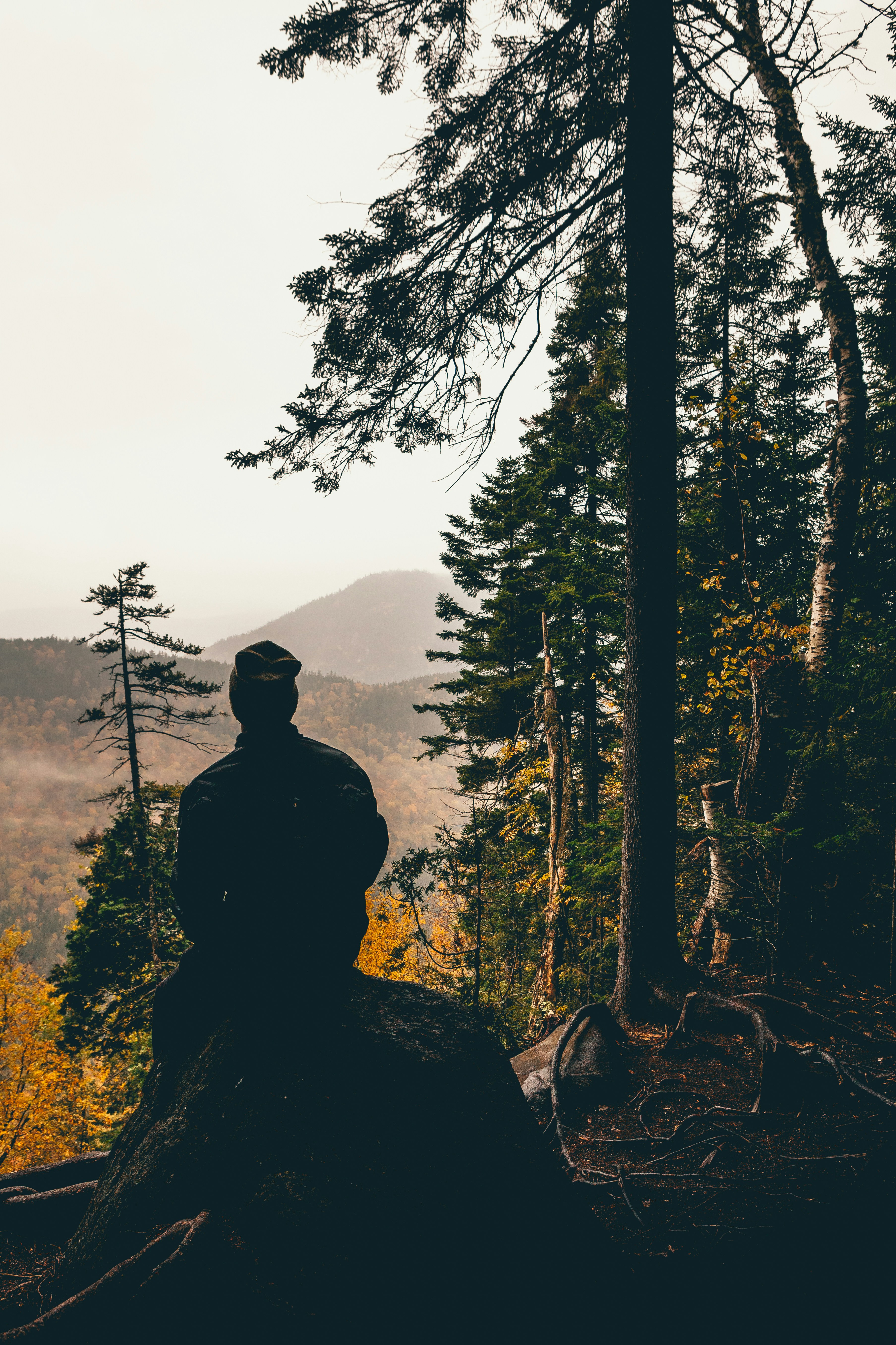 silhouette photo of man sitting on rock in front of tree