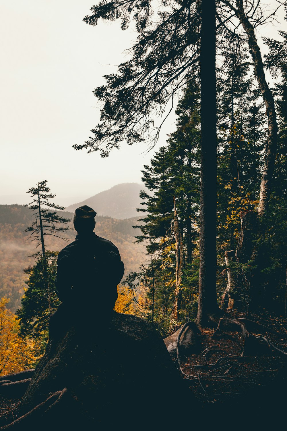 木の前の岩の上に座っている男性のシルエット写真
