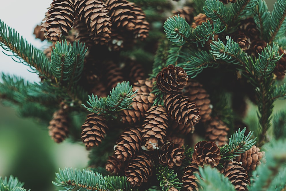 tilt-shit lens photography of pine cones