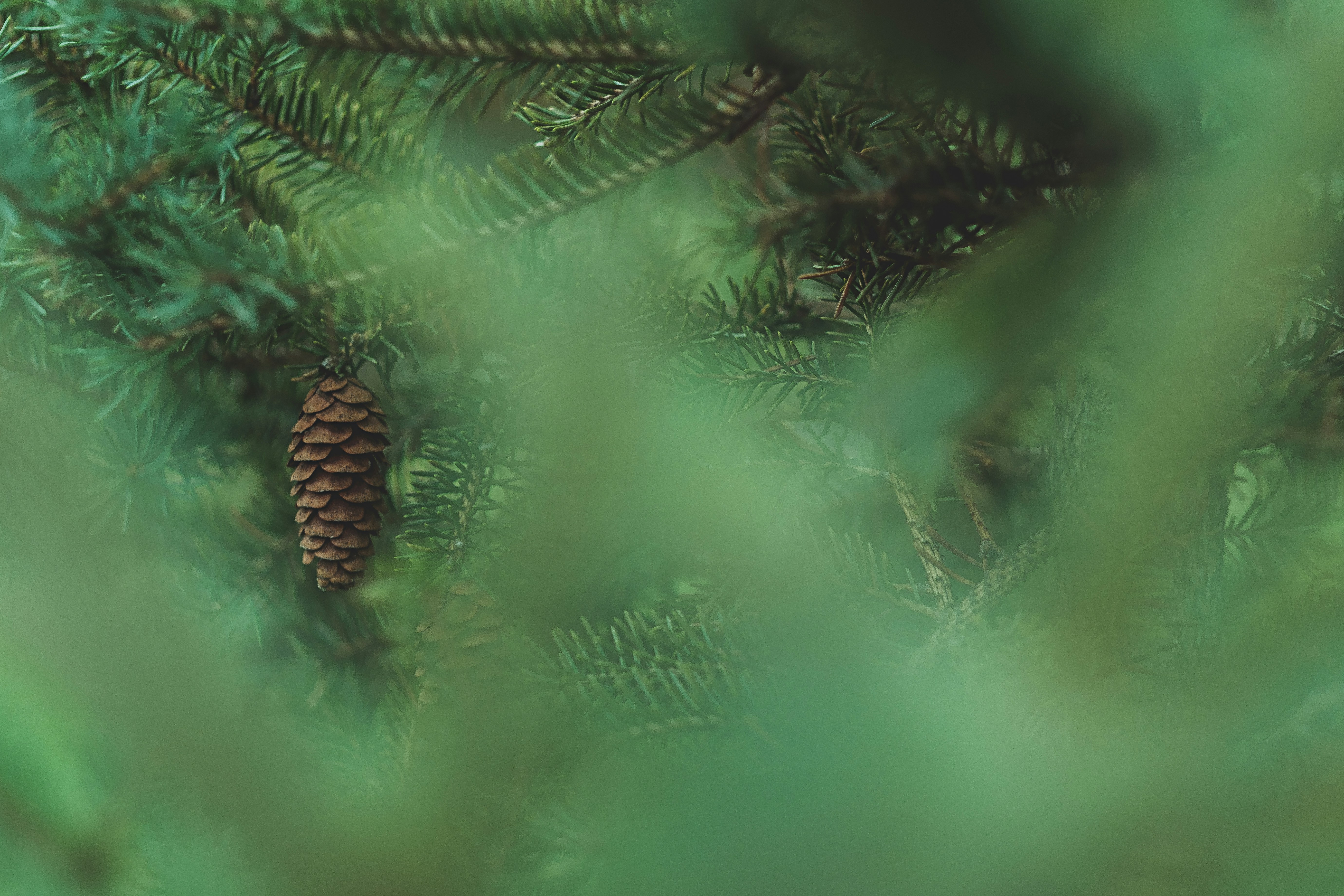 closeup photo of green pine tree