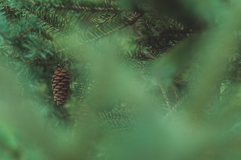 closeup photo of green pine tree