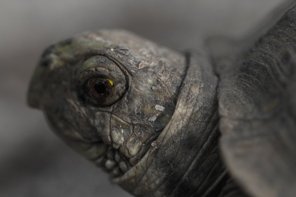 Photographie à mise au point peu profonde de tortue grise