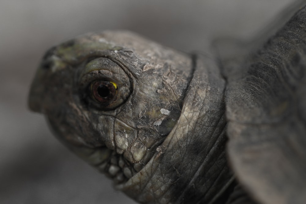 shallow focus photography of gray turtle
