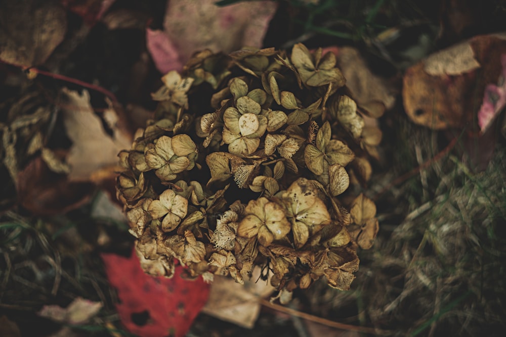 close up photo of brown leaves