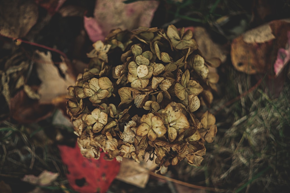 Foto de primer plano de hojas marrones