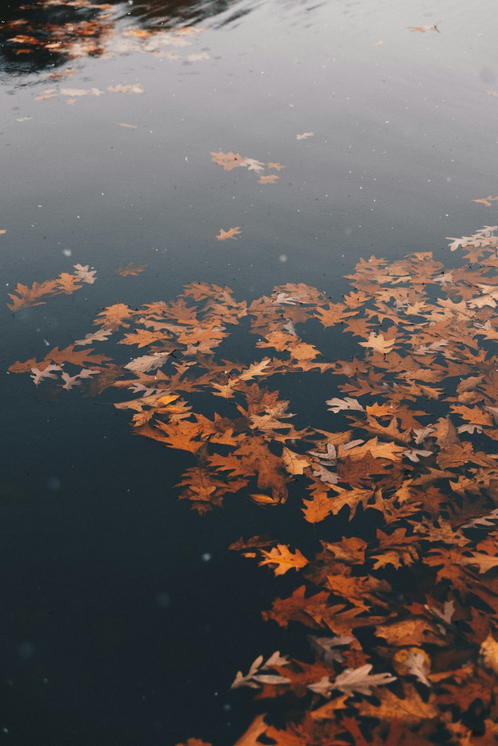 braune, verwelkte Blätter tagsüber auf dem Wasser