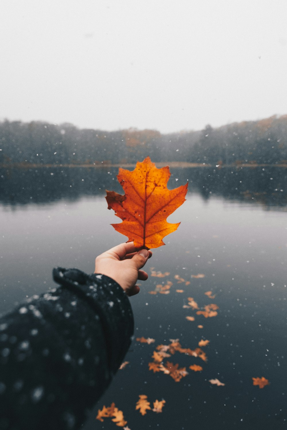 person holding brown maple leaf during daytime