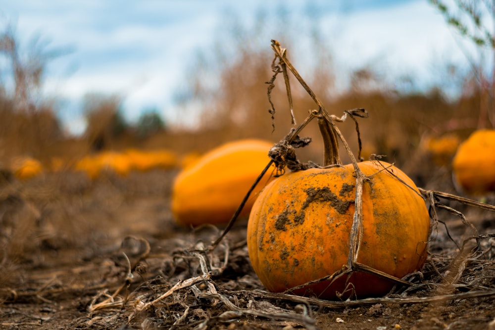 ripe squash plant on brown soil