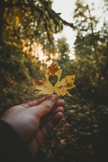 person holding dried leaf with heart hole