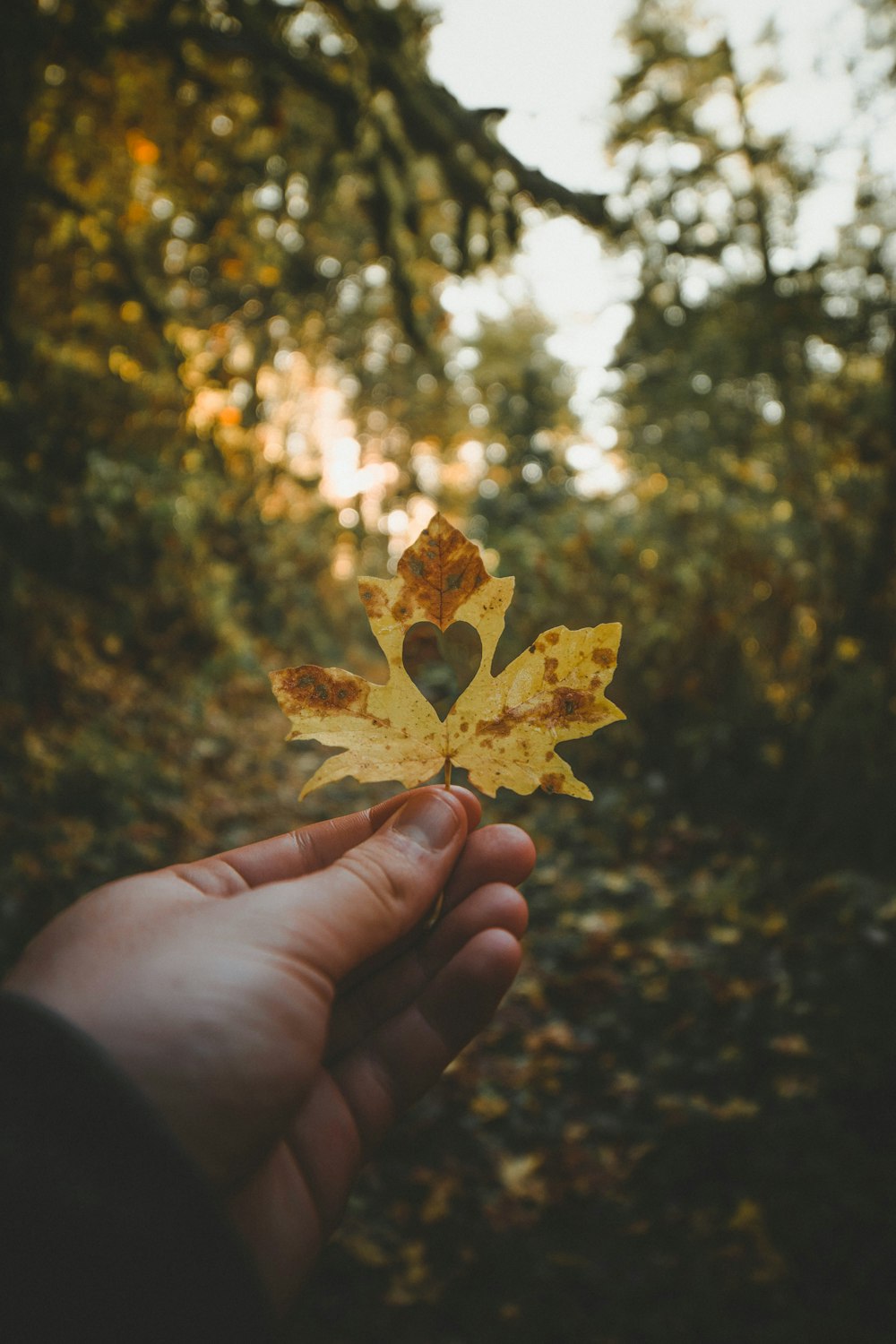 person holding dried leaf with heart hole