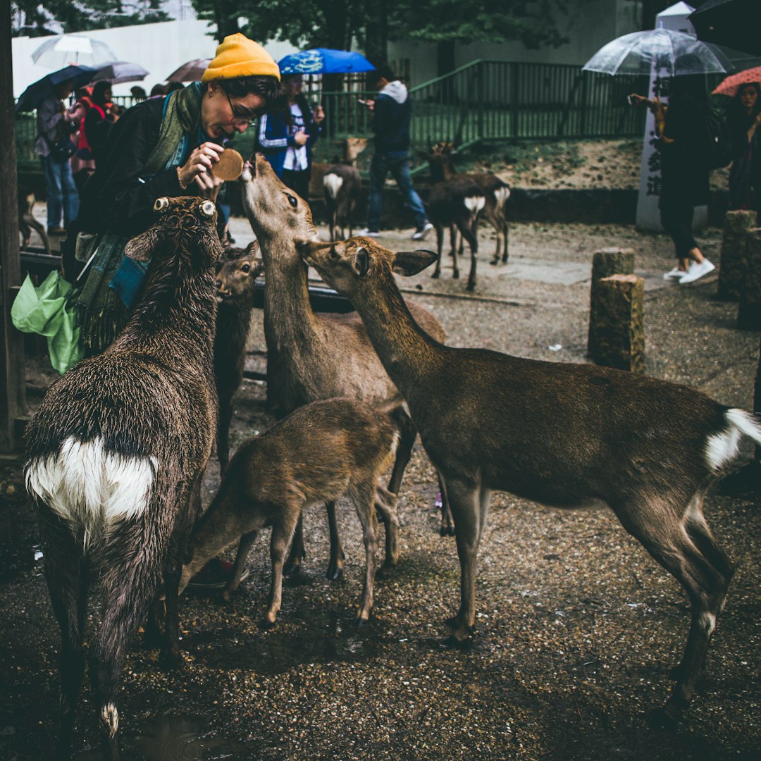 Wildlife photo spot Nara Prefecture Mount Rokkō