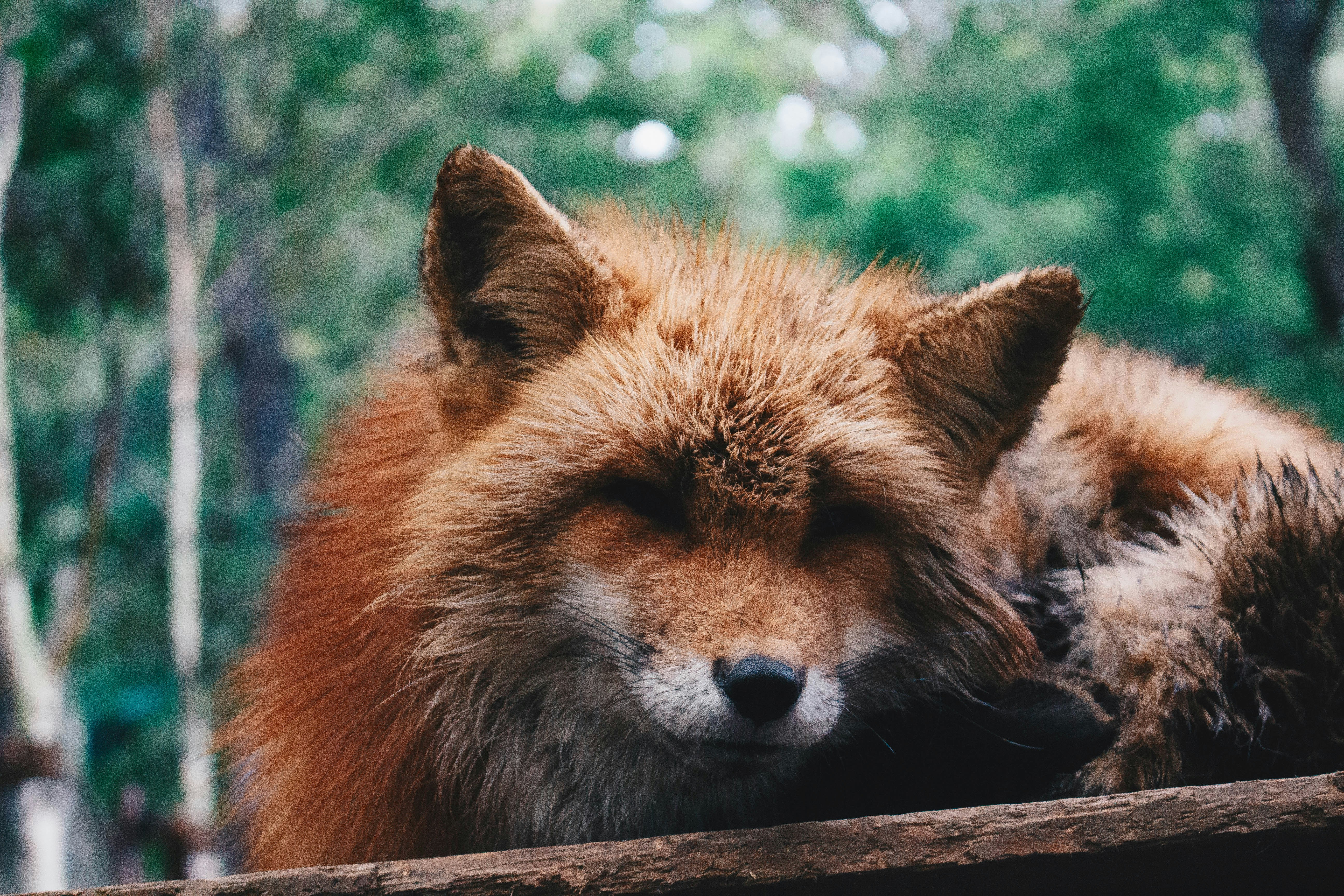 Kitsune Pictures Download Free Images on Unsplash