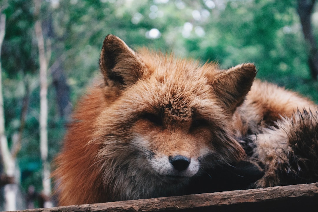 Wildlife photo spot Zao Fox Village Miyagi Prefecture