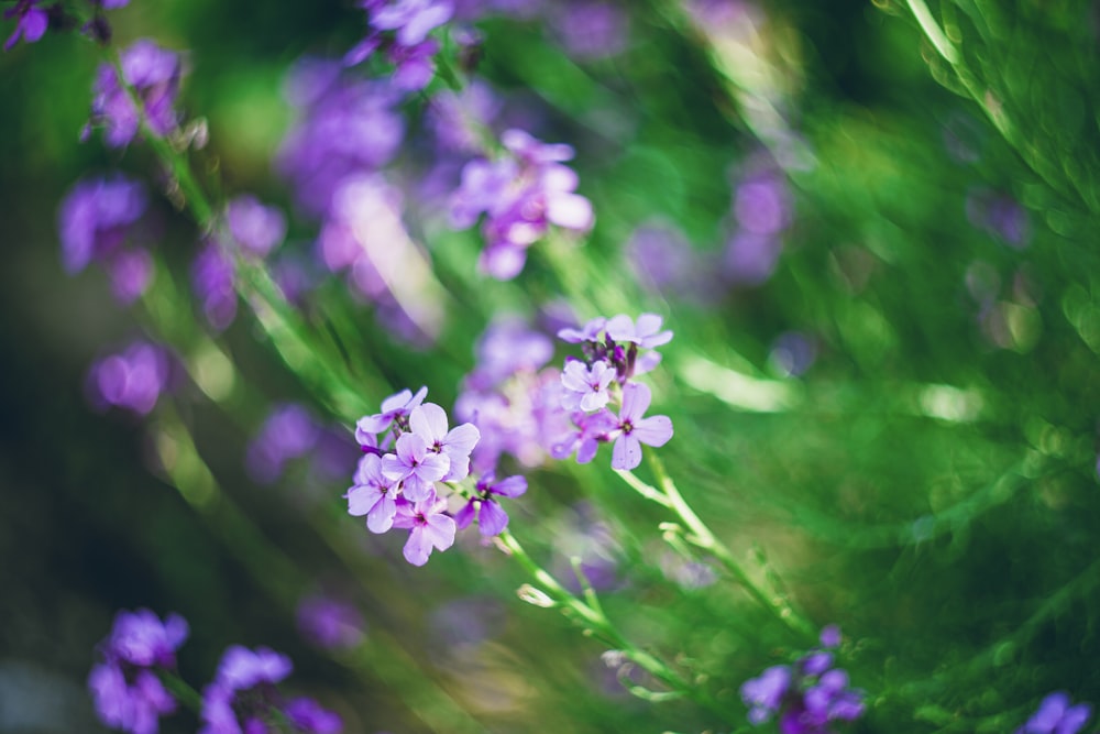 foco raso de flores roxas