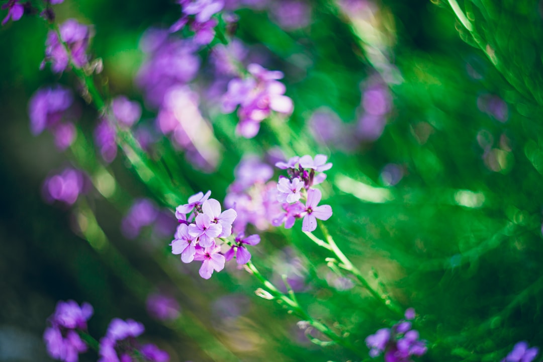 shallow focus of purple flowers