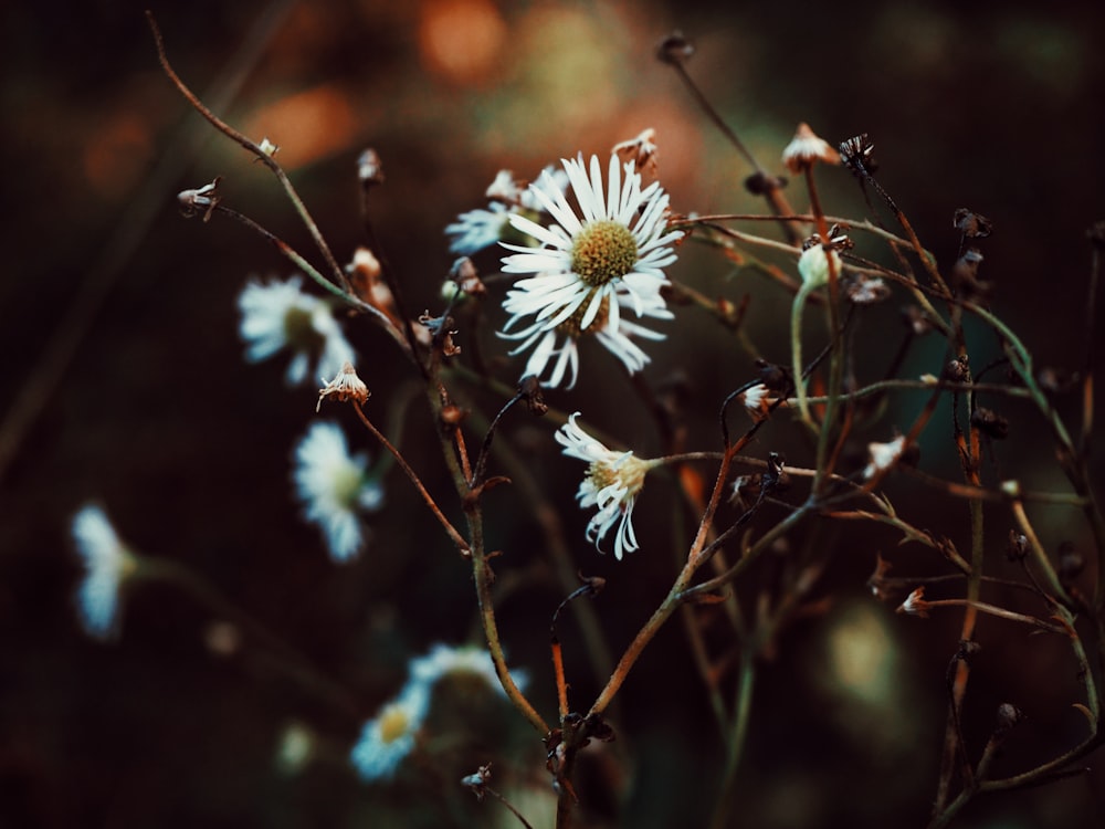 selective focus photo of white-petaled daisy flowers