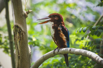 A colorful kingfisher perched on a branch overhanging a sparkling pond.