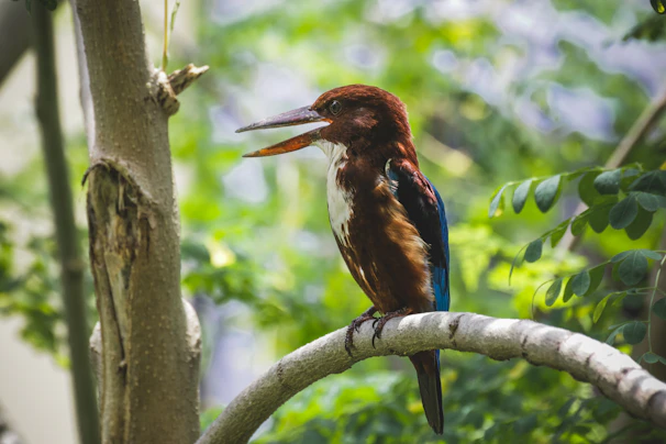 A colorful kingfisher perched on a branch overhanging a sparkling pond.