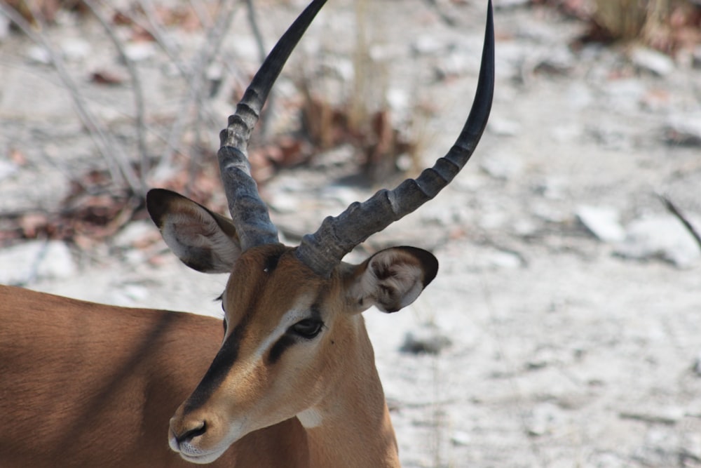 selective focus photo of brown deer