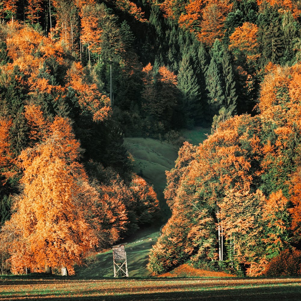 albero a foglia arancione e verde nella foresta