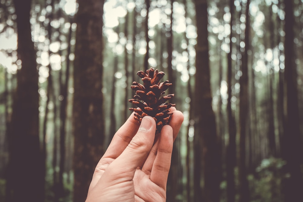 selective focus photography of person holding pinecone