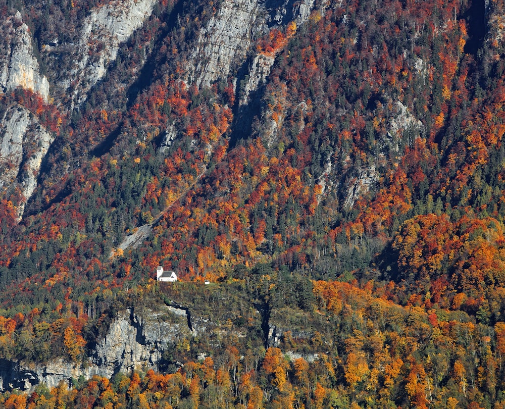 alberi marroni e verdi durante il giorno