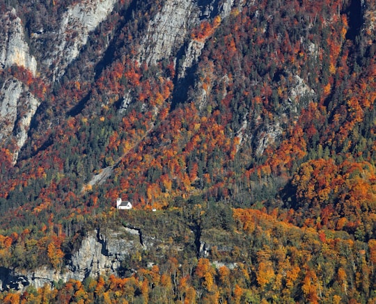 photo of Flums Temperate broadleaf and mixed forest near Piz Mundaun