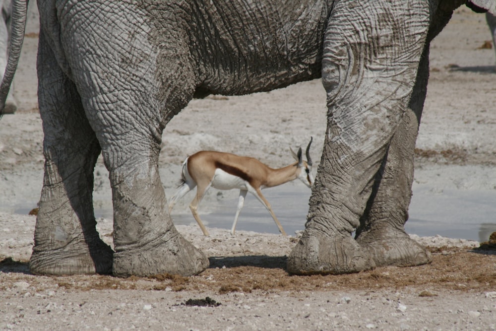 elephant walking near deer