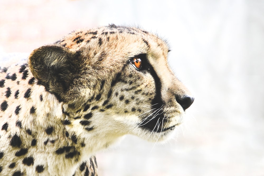 photo of brown and black cheetah