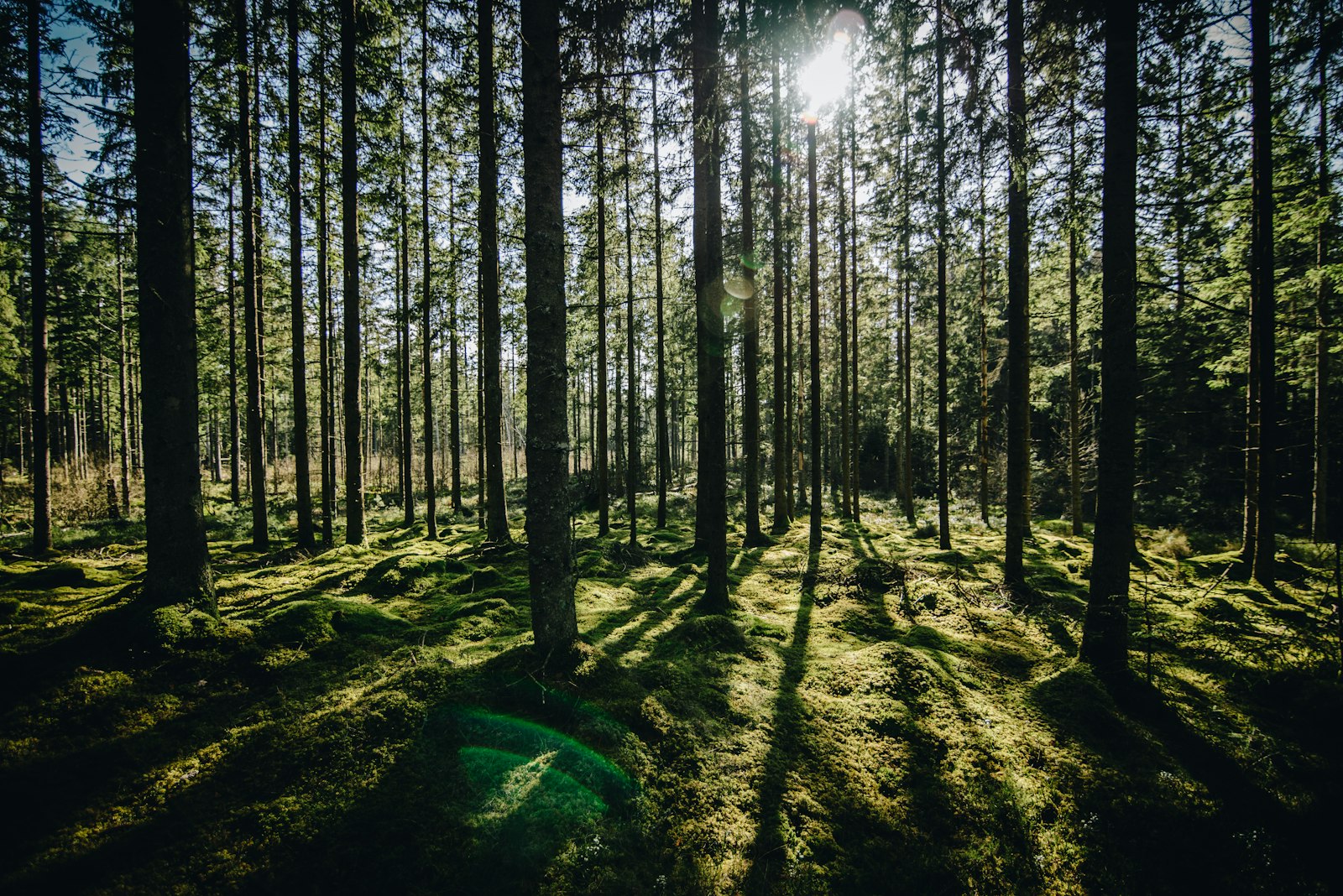 Nikon D610 + Tokina AT-X 16-28mm F2.8 Pro FX sample photo. Forest during daytime photography