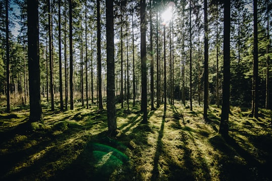 forest during daytime in Strömsnäsbruk Sweden