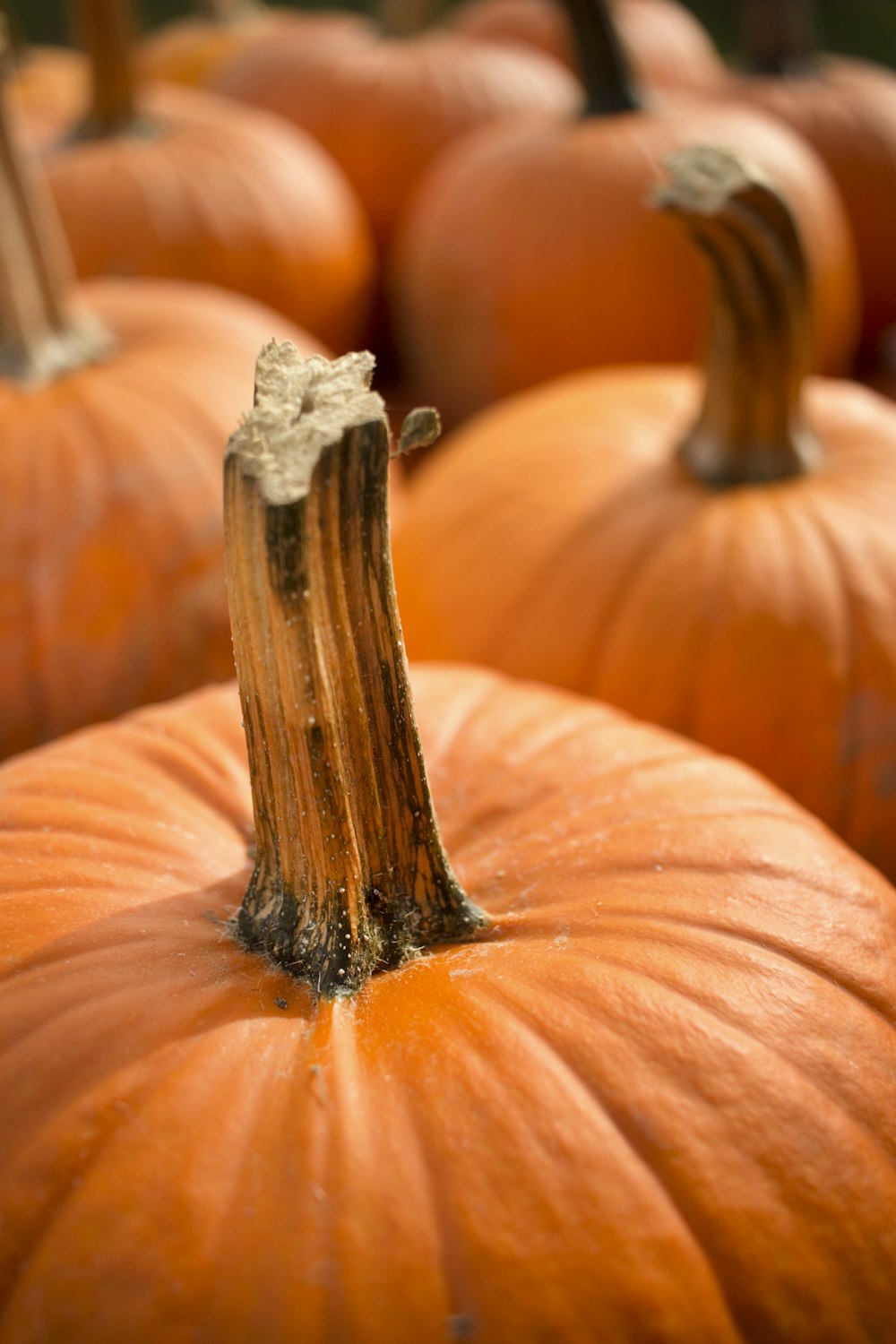 squash lot