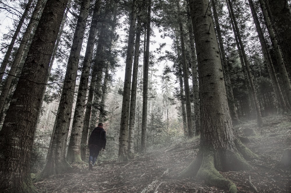 man walking on green rainforest during daytime