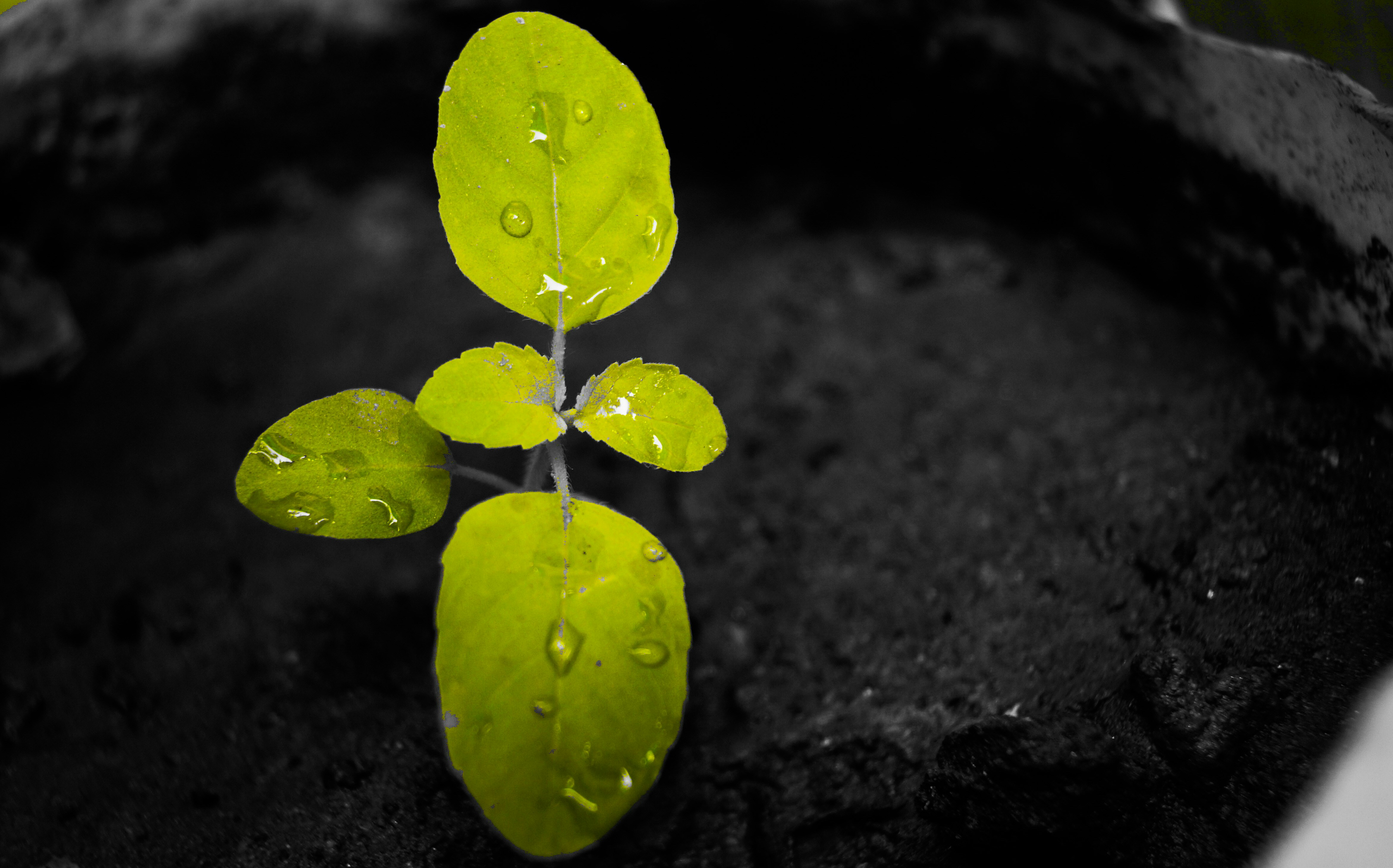 How Medieval Parliaments Emerged from Royal Desperation