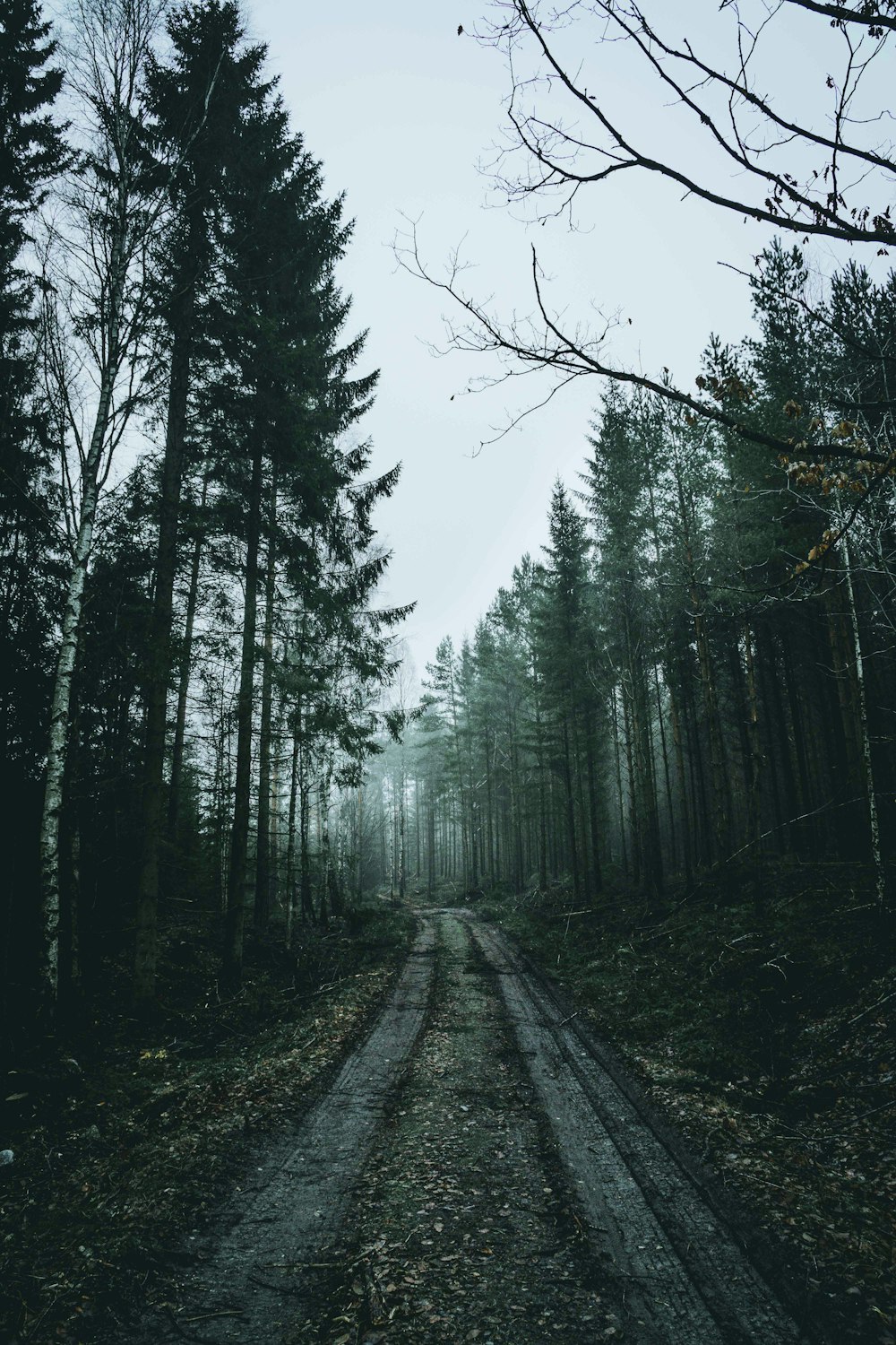 pathway between trees during daytime