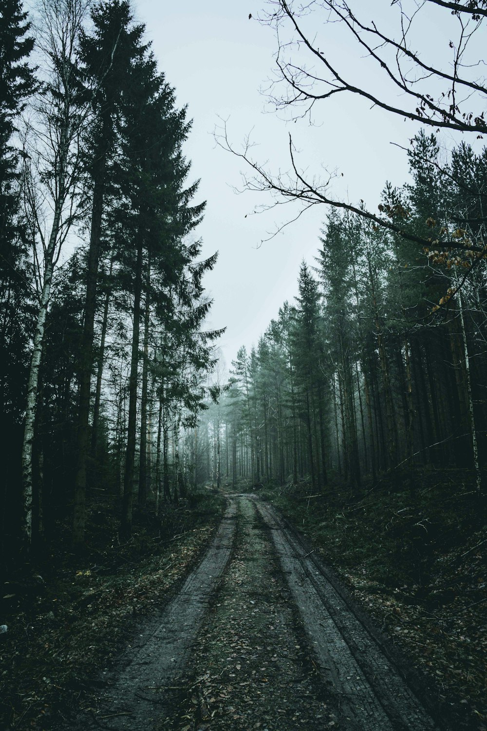 Forest Wallpapers Free Hd Download 500 Hq Unsplash