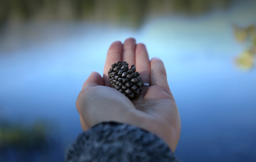 person holding conifer