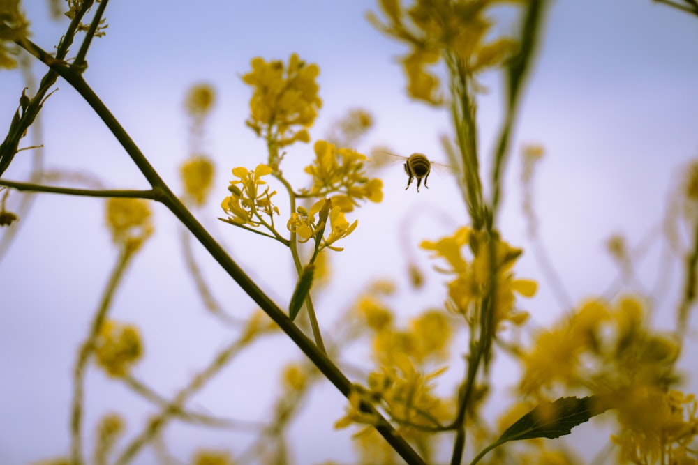 Mikro-Mikrofotografie einer Biene, die in der Nähe einer gelbblättrigen Blume schwebt