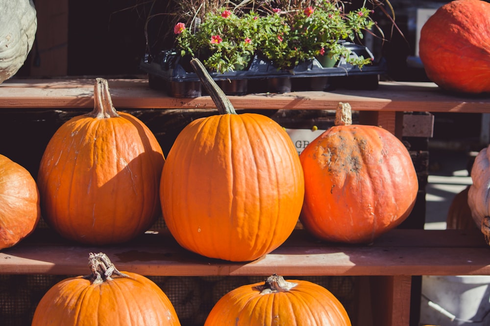 several pumpkins on brown shelf