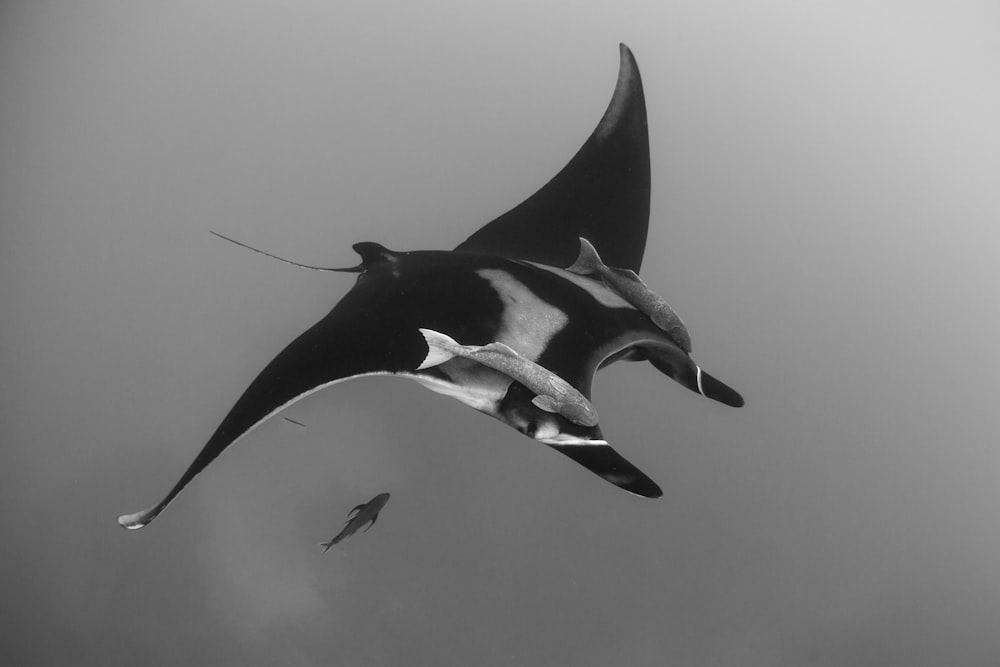 grayscale photo of sting ray