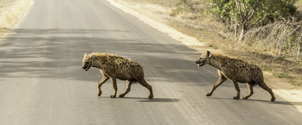 Dos hienas cruzando un camino de cemento