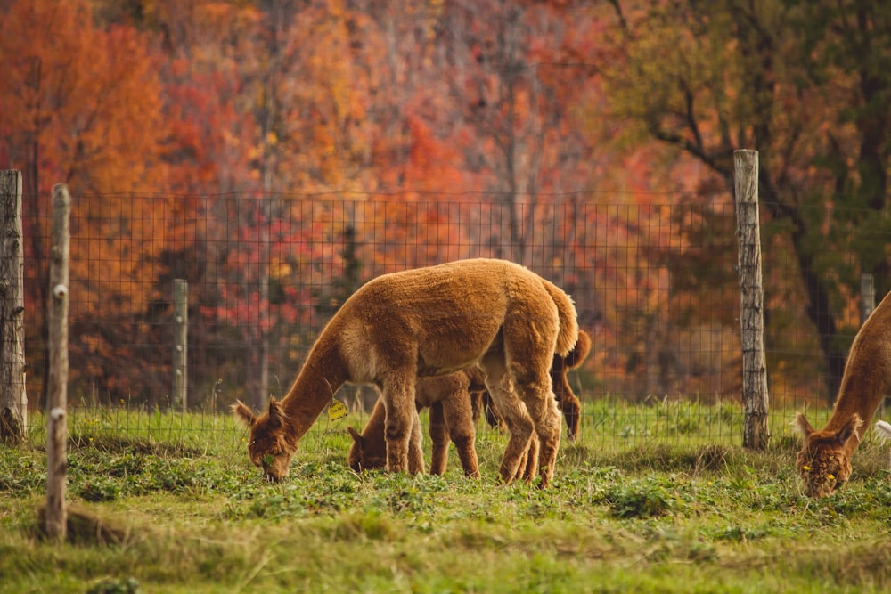 manada de animales que se alimentan de pastos