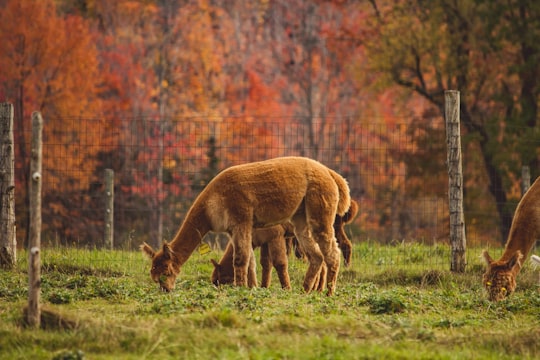 herd of animal eating grasses in East Hardwick United States