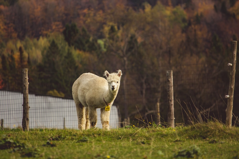 Foto zu Lama