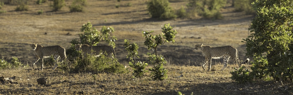 landscape photography of three cheetahs