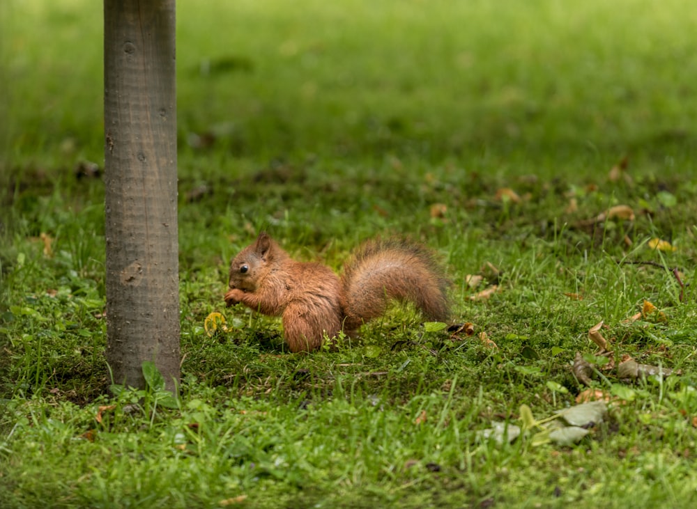 écureuil brun sur un champ d’herbe verte