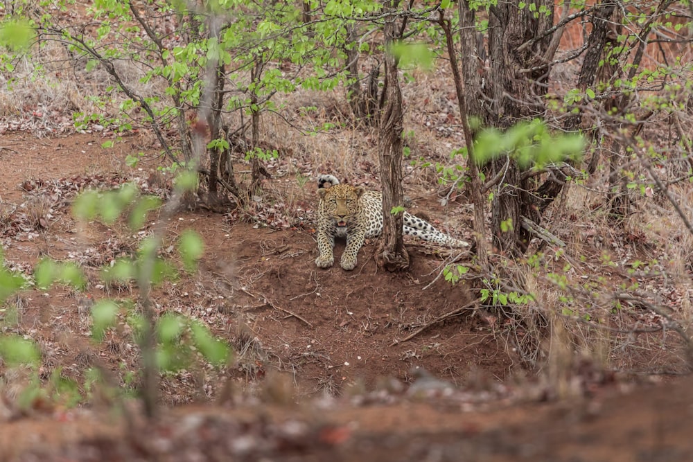 cheetah lye on ground