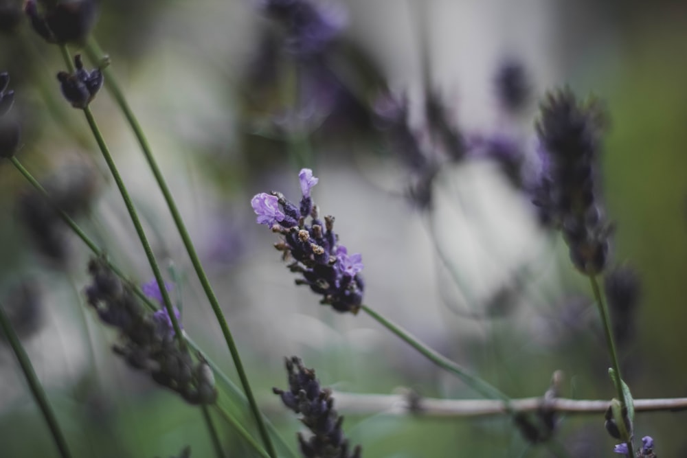 close up photo of purple petaled flower