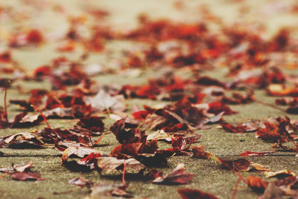 feuilles séchées sur le sol