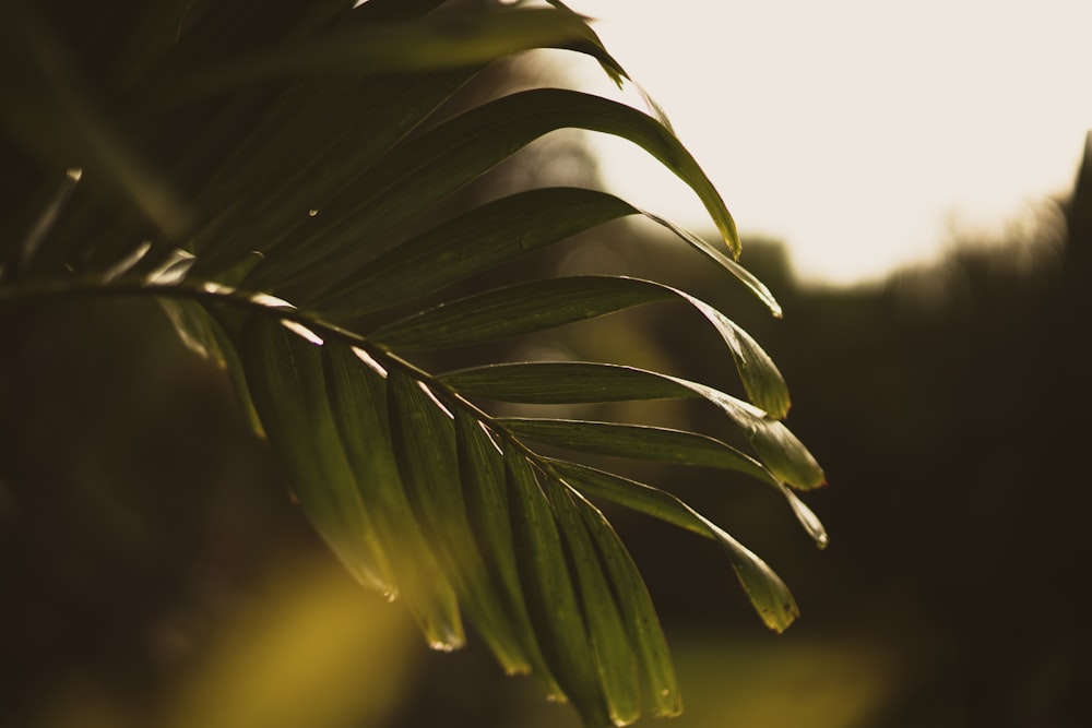 selective focus photography of green leaf